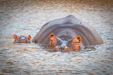 Wall Mural - hippopotamus in water with baby, kruger national park, south africa