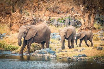 Wall Mural - african elephant family at watering hole, greater kruger area, south africa