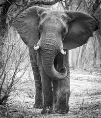 Wall Mural - african elephant bull in the wild, hwange national park, zimbabwe, black and white