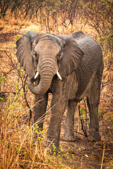 Wall Mural - young african elephant bull, hwange national park, zimbabwe