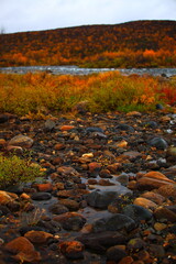 Canvas Print - autumn nature of northern norway