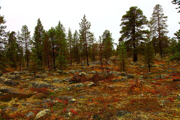 Poster - autumn nature of northern norway