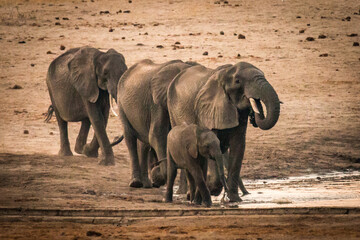 Wall Mural - african elephants at the watering hole, hwange national park, zimbabwe, sunset