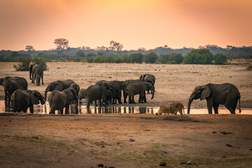 Wall Mural - african elephants at the watering hole, hwange national park, zimbabwe, sunset