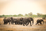 Fototapeta  - african elephants , hwange national park, zimbabwe, sunset