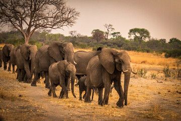 Wall Mural - african elephants, hwange national park, zimbabwe, sunset