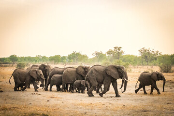 Wall Mural - african elephants , hwange national park, zimbabwe, sunset