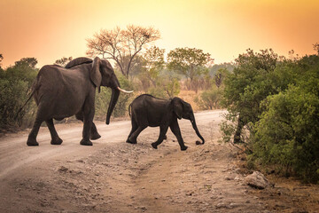 Wall Mural - african elephants, hwange national park, zimbabwe, sunset