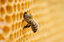 Macro Photo Of Working Bees On Honeycombs. Beekeeping And Honey Production Image