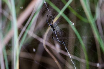 A selective focus shot of banded Argiope spider on web