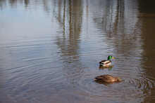 Two Duck On The River