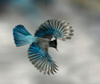Steller's Jay Wings Wide - A Steller's Jay spreads its wings creating a beautiful blue fan like effect. Sapphire Point,  Dillon, Summit County, Colorado. 