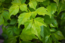 Closeup Of The Leaves On A China Doll Plant