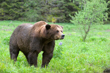A Closeup Of An Adorable Grizzly Bear (Ursus Arctos Horribilis) Walking On The Grass