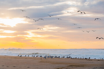 Pacific ocean sunset and silhouette of flying birds. Beautiful waves with sun reflection, and bright cloudy sky on background, Santa Barbara County, California