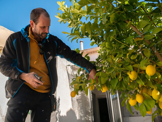 Poster - A middle-aged man picking lemons from a tree