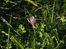 A Selective Focus Of The Beautifully Blossomed Purple Autumn Crocus  Flower In The Garden