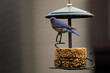 A cute Eastern bluebird on a bird feeder