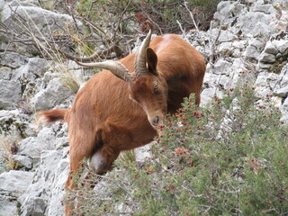 Poster - bouc