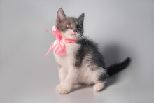 Small Cute Gray And White Kitten Sitting With A Pink Bow Around Its Neck On A White Or Gray Background: Gift On St. Valentine's Day Or New Year, Place For Text, Soft Focus 