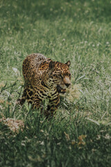 Poster - A vertical shot of a beautifully spotted aggressive jaguar in a dense jungle