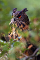 Poster - The portrait of a Eurasian eagle-owl (Bubo bubo) with a green and brown background.Portrait of a large European owl with orange eyes and ears with a green background.