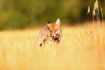 Canvas Print - Red fox (Vulpes vulpes) on freshly mown stubble with caught rodent. Red fox with prey in teeth. Fox with hunted hamster.