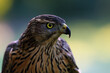 © Karlos Lomsky - The northern goshawk (Accipiter gentilis), portrait of a young female hawk with colorful background. Portrait of a bird of prey with a yellow eye.
