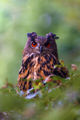 Wall Mural - The portrait of a Eurasian eagle-owl (Bubo bubo) with a green and brown background.Portrait of a large European owl with orange eyes and ears with a green background.