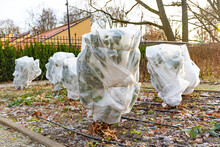 Plants And Trees In A Park Or Garden Covered With Blanket, Swath Of Burlap, Frost Protection Bags Or Roll Of Fabric To Protect Them From Frost, Freeze And Cold Temperature In Winter