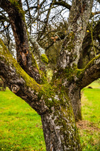 A Tree Covered In Moss On The Grassy Field In The Countryside