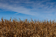 Field Of Standing Dead Corn, Brown And Gold Foliage And Stalks, Blue Sky Copy Space, Horizontal Aspect