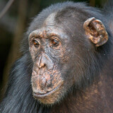 Fototapeta Zwierzęta - Chimpanzee (Pan troglodytes) adult female in a tree, Chimpanzee Rehabilitation Project, River Gambia National Park, Gambia.