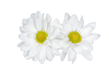 Wall Mural - Two beautiful chrysanthemum  flowers isolated on white background.