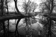 Tree reflection in black and white