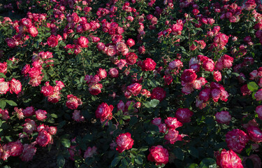 Wall Mural - roses spring blooming in the park. rosa jubile du prince de monaco flower bed. flowers of fuchsia an