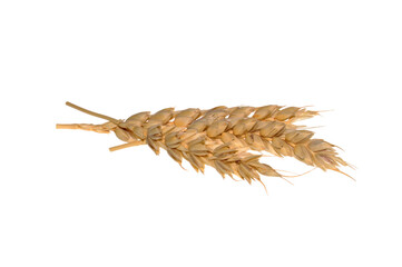 Wall Mural - ears of wheat isolated on white background