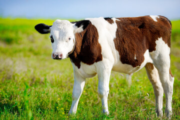 A young beautiful bull grazing on a green meadow on a bright Sunny day. Breeding cattle on the farm. Rural scene with an animal