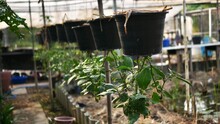Upside Down Tomato Plants Hanging From Pot Plant