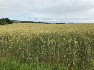 wide field with rye summer day harvesting