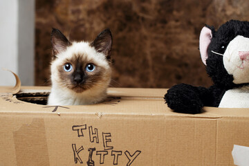 Cat sitting in cardboard box, playful kitty