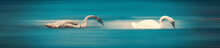 A Dreamy Surreal Scene Of Two Swans On Blurred Smooth Blue Background