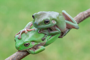 green tree frog