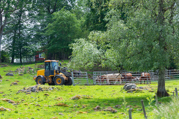 Yellow tractor mowing the fence around cows in forest farm in Sweden, fence building, farm work, machinery