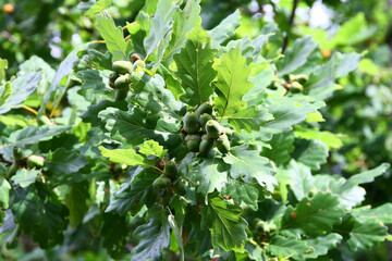 Wall Mural - Acorns on a tree