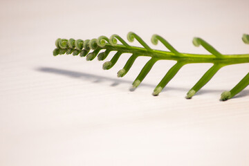 Tropical sago palm leaf. Curly buds of a cycad Japanese sago palm. 