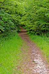 Wall Mural - Pathway in West Woods - Marlborough