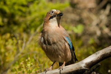 Сойка, европейская сойка, Jay, eurasian jay, сойка в лесу, врановые, птица, 松鴉(橿鳥), Vlaamse Gaai, Granskjur, Kestane Kargası, ヤマガラス, カシド, Geai des chênes, Ghiandaia eurasiatica, Arrendajo Común