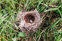 Bird's Nest With Egg On Grass