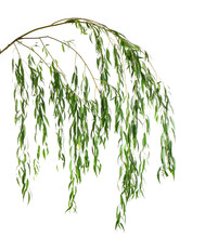 Beautiful Willow Tree Branches With Green Leaves On White Background